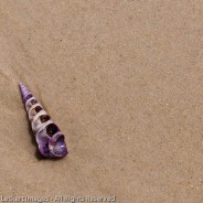 Seashell on the Beach, Freycinet National Park, Tasmania, Australia