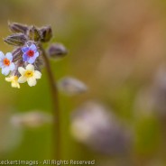 Small-flowered forget-me-not, Memaloose State Park, Oregon