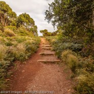 Steps Through Paradise, The Nut State Reserve, Tasmania, Australia