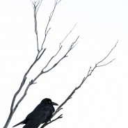 Tasmanian Raven on Branch, Freycinet National Park, Tasmania, Australia