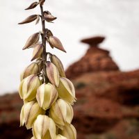 Yucca and Mexican Hat, Mexican Hat, Utah