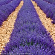 Lavender Field, Valensole, France