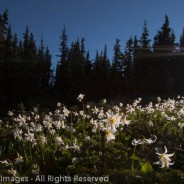 Avalanche Lilies at Dawn, Obstruction Point, Olympic National Park, Washington