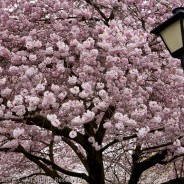 Cherry Blossoms and Lamp, State Capitol, Olympia, Washingon