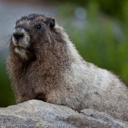 Curious Hoary Marmot, Sunrise, Mount Rainier National Park, Washington