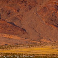 Desert Bloom at Ashford Junction, Death Valley National Park, California
