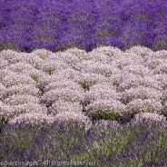 Lavender Variations, Sequim, Washington