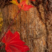 Vine Maple Leaves, Mt. Baker-Snoqualmie National Forest, Washington