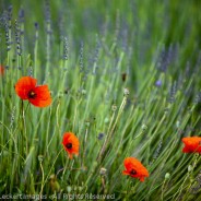 Poppies and Lavender, Provence, France