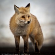 Red Fox, Mount Rainier National Park, Washington