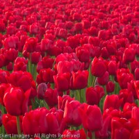 Sea of Red at the RoozenGaarde Tulip Farm, Mt. Vernon, Washington