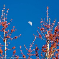 Spring Moon, Issaquah, Washington